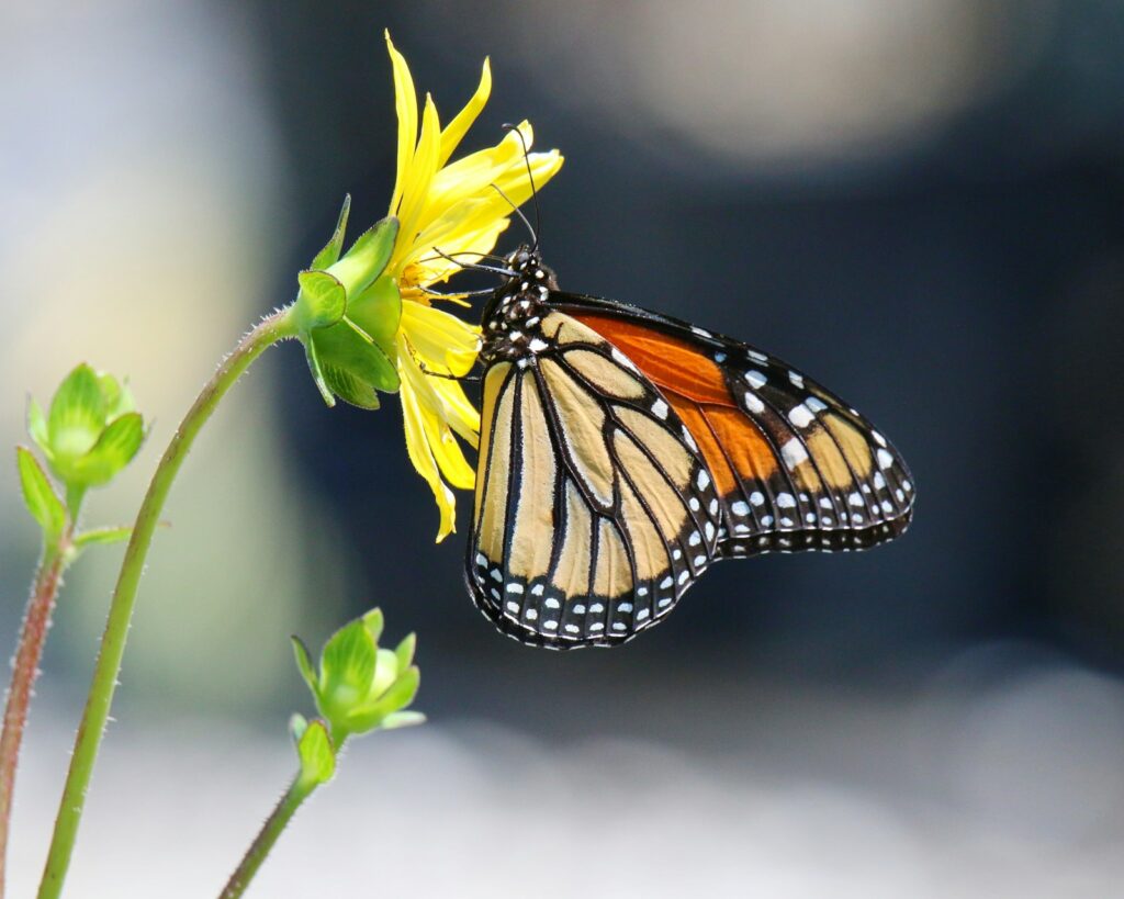 Monarch butterfly resting on a sunny yellow flower in Parrish, Manatee County, Florida
