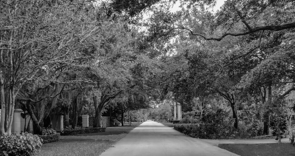 Black and white photograph of a tree-canopied street in a residential neighborhood in Pinecrest Florida